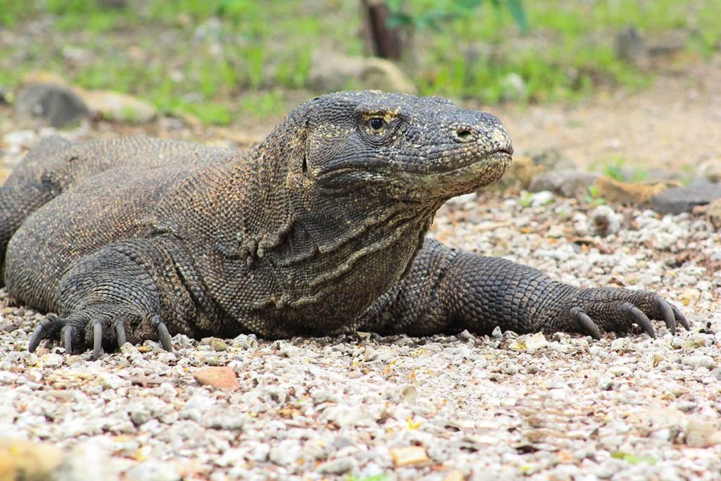 KOMODO ISLAND